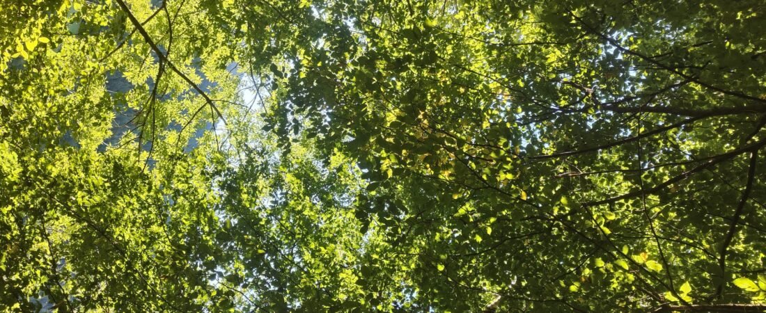 La natura ci fa bene? La scienza dietro al benessere verde