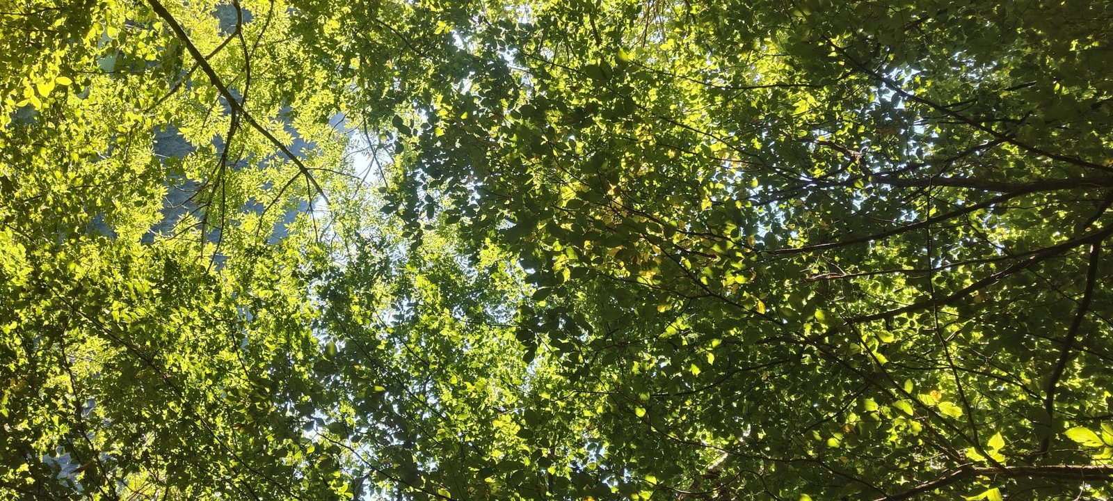 La natura ci fa bene? La scienza dietro al benessere verde